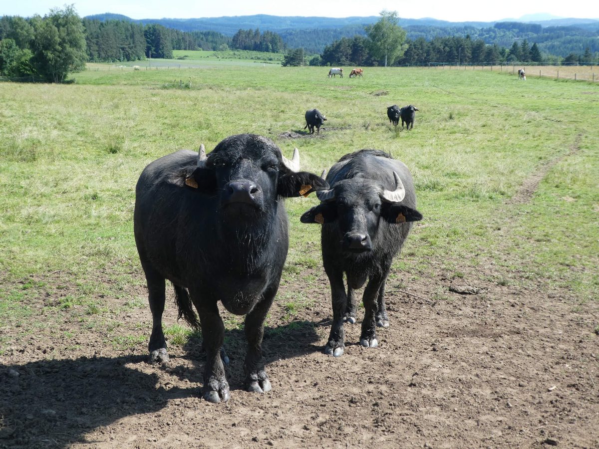 mozzarella haute loire