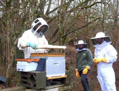 « Mellia » : des ruches connectées au service des apiculteurs