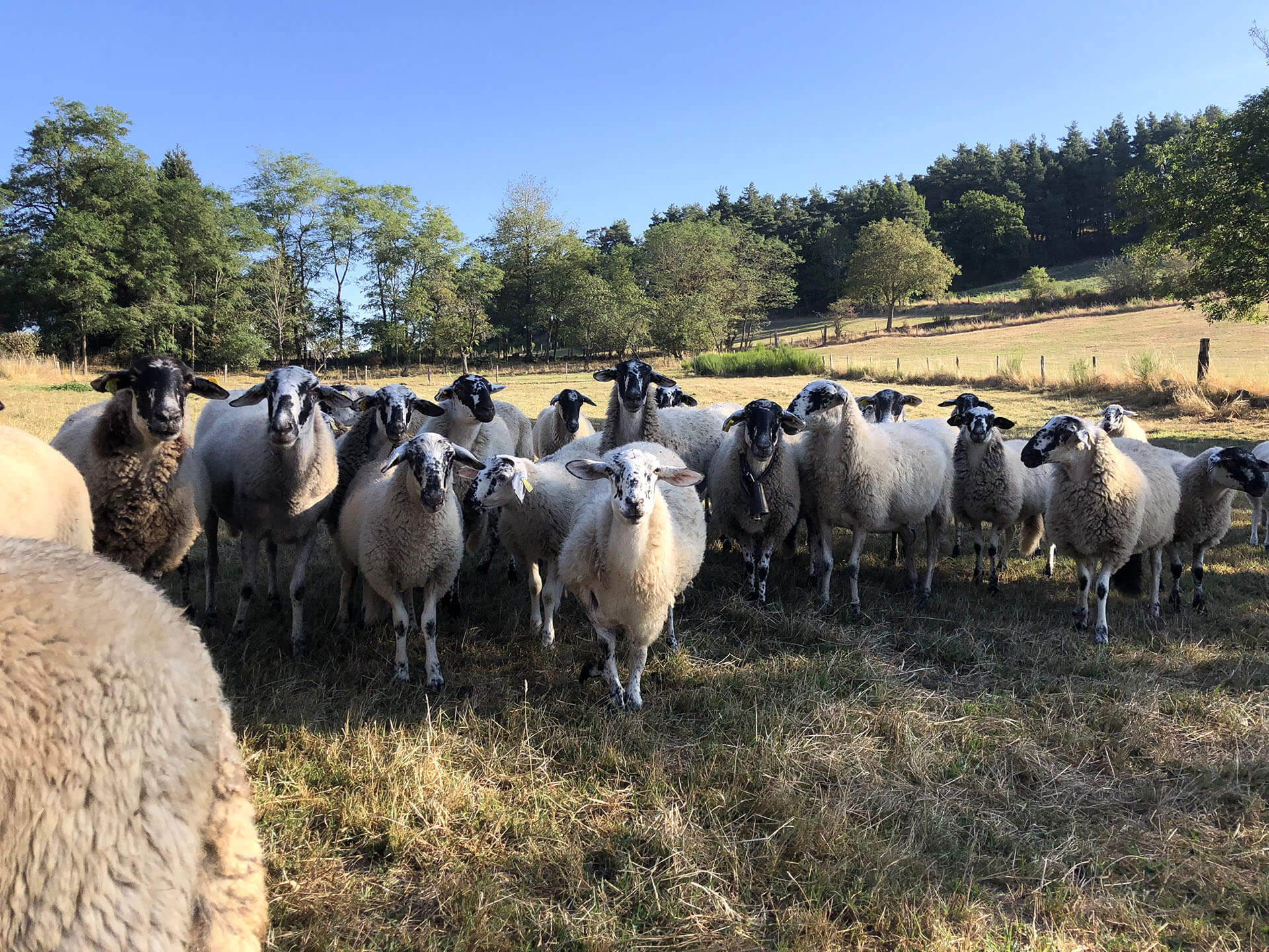 ferme-de-sabadel-velay-attractivite (3)
