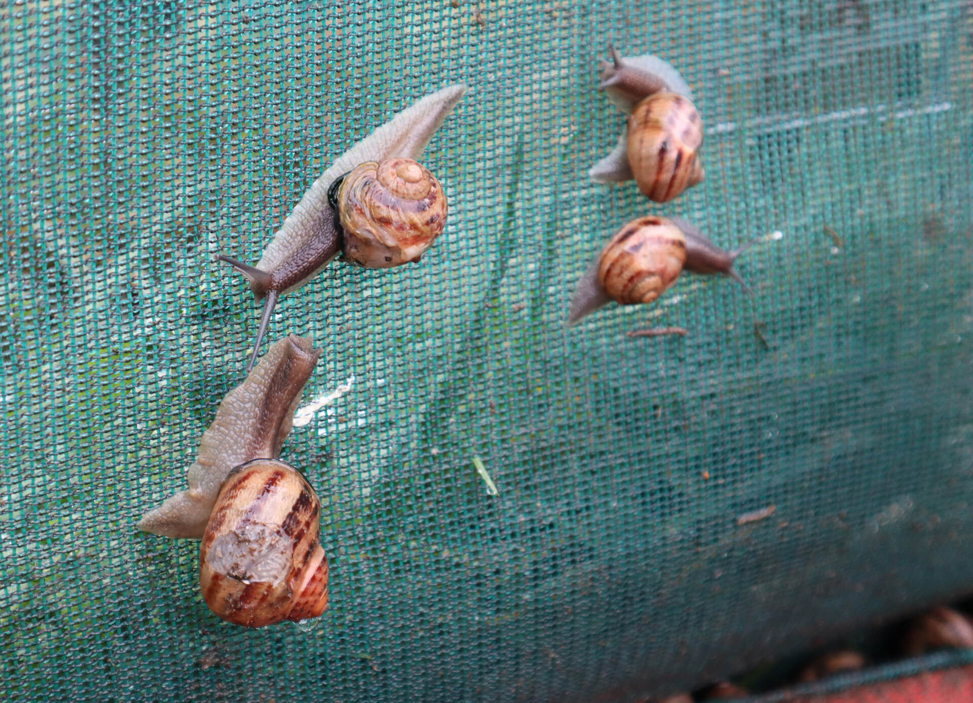 escargot-dyssi-velay-attractivite (2)