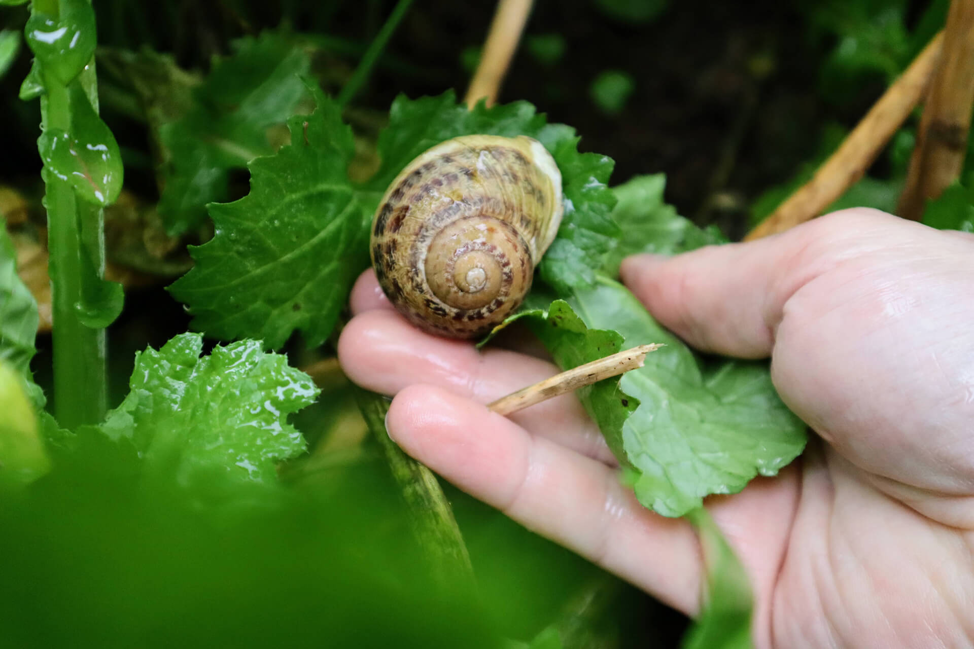 escargot-dyssi-velay-attractivite (4)