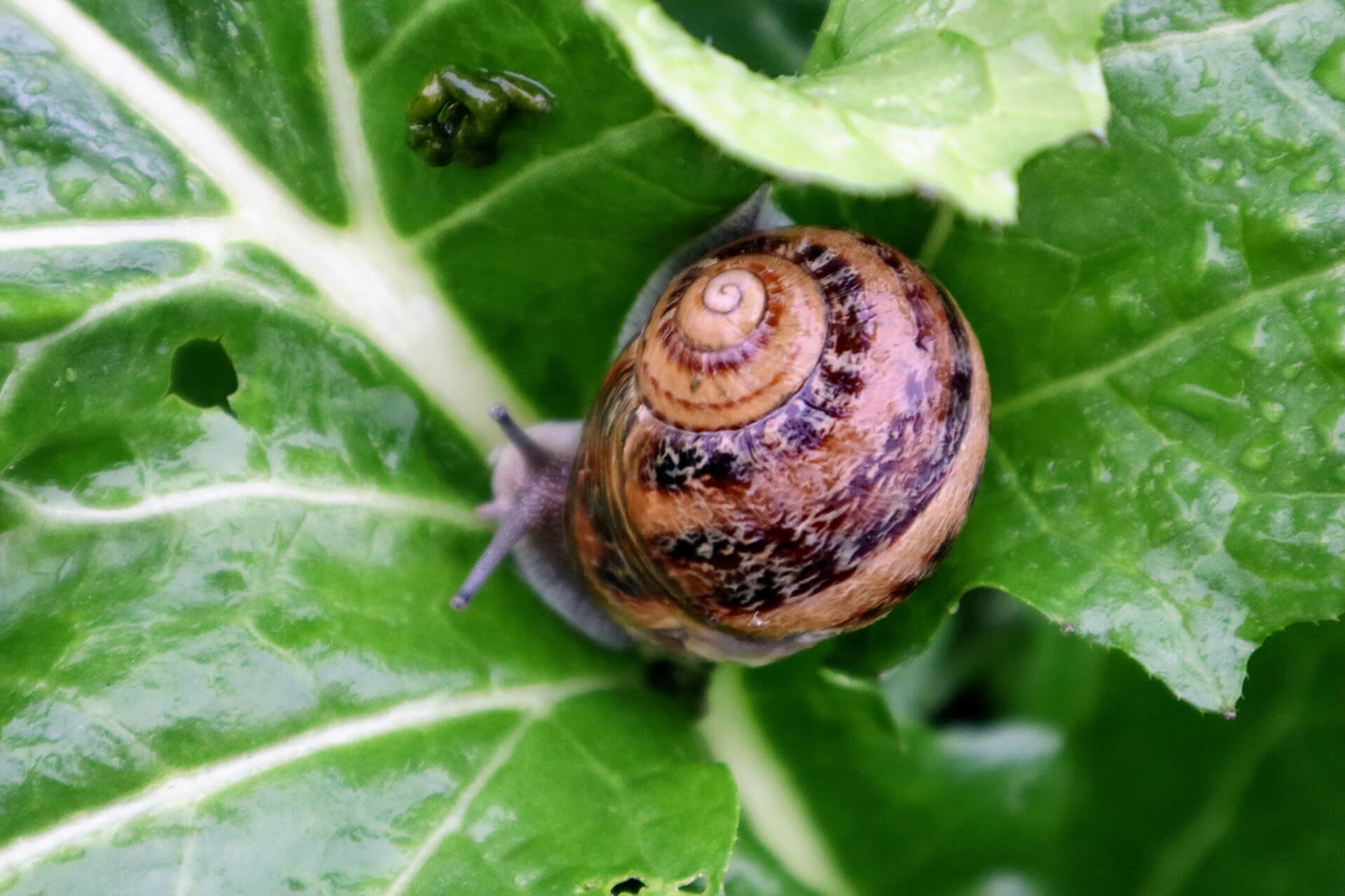 escargot-dyssi-velay-attractivite (5)