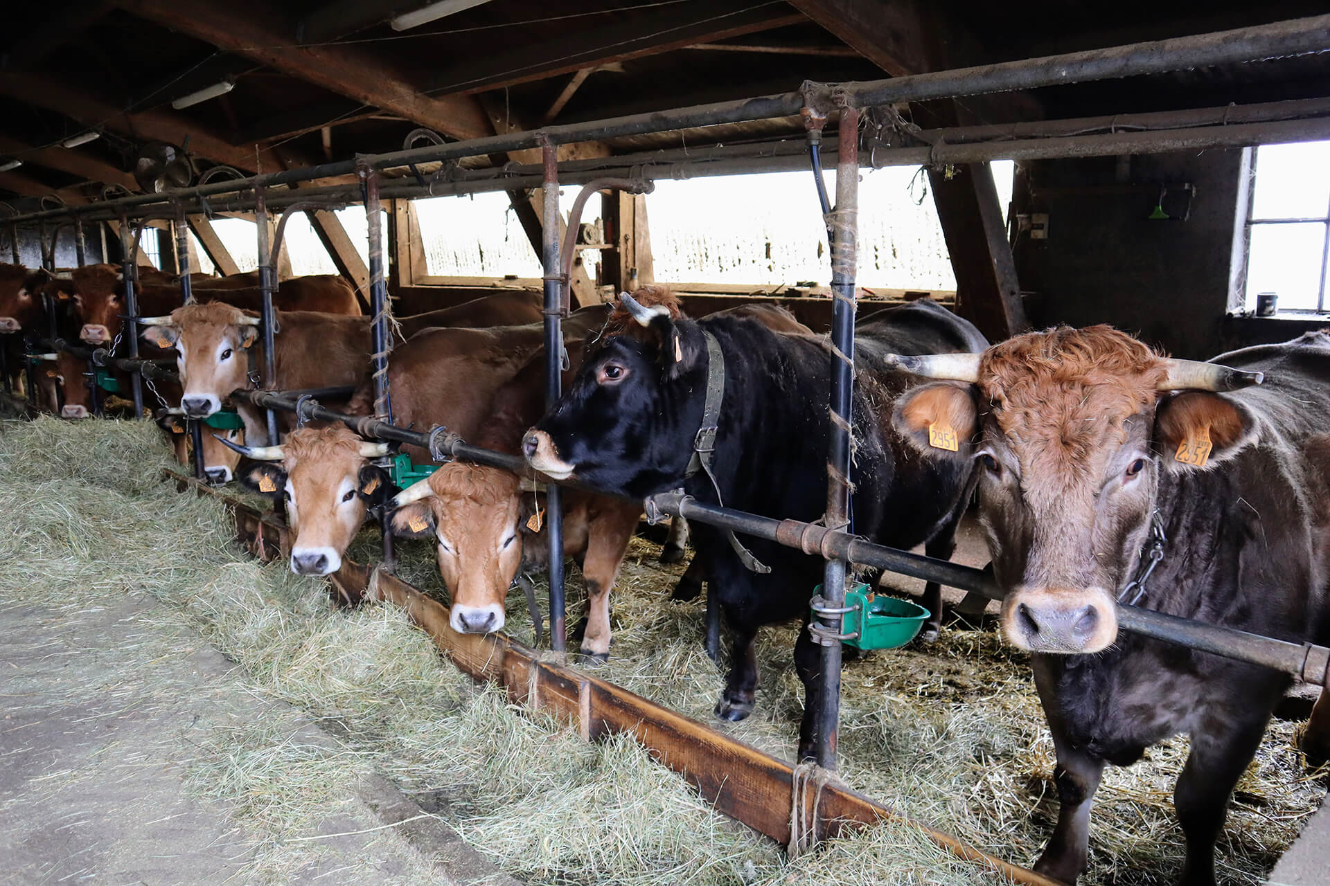 fin-gras-du-mezenc-velay-attractivite (2)