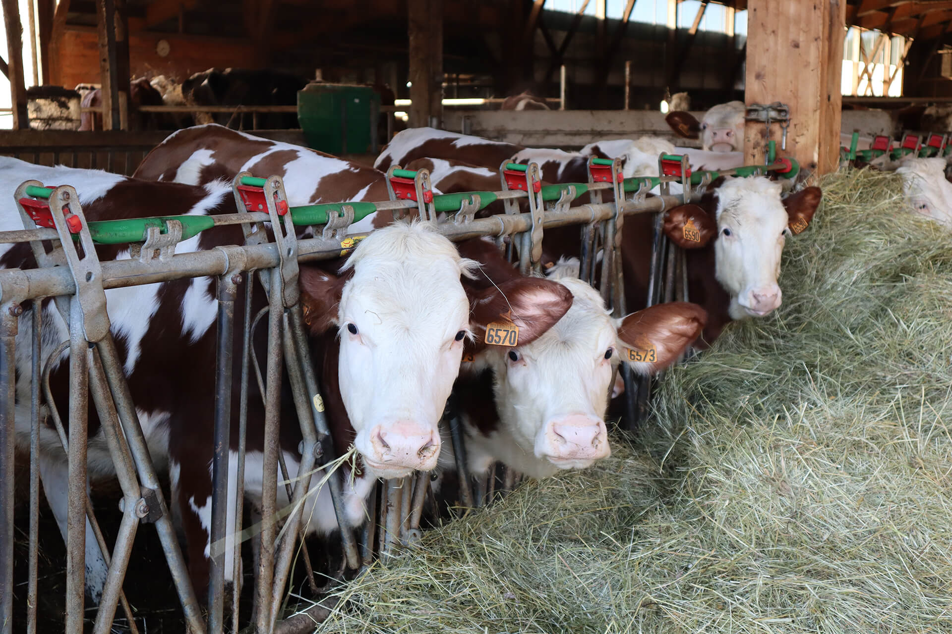 fromages-roche-d-or-velay-attractivite (1)