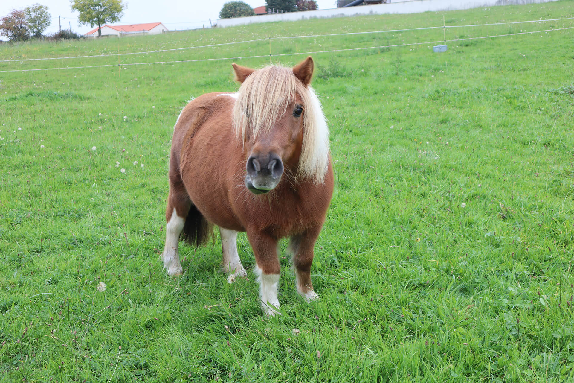 murmures-mediation-animale-velay-attractivite (5)