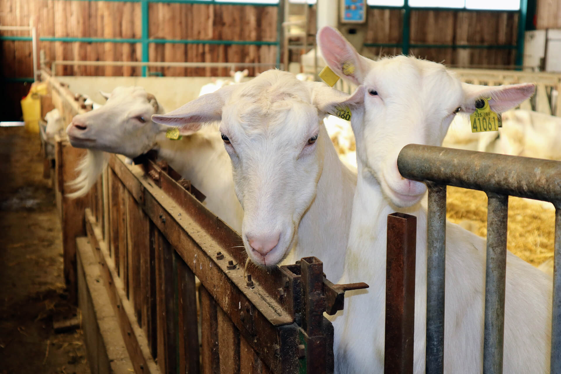 fromages-gaec-saint-mau-velay-attractivite (1)