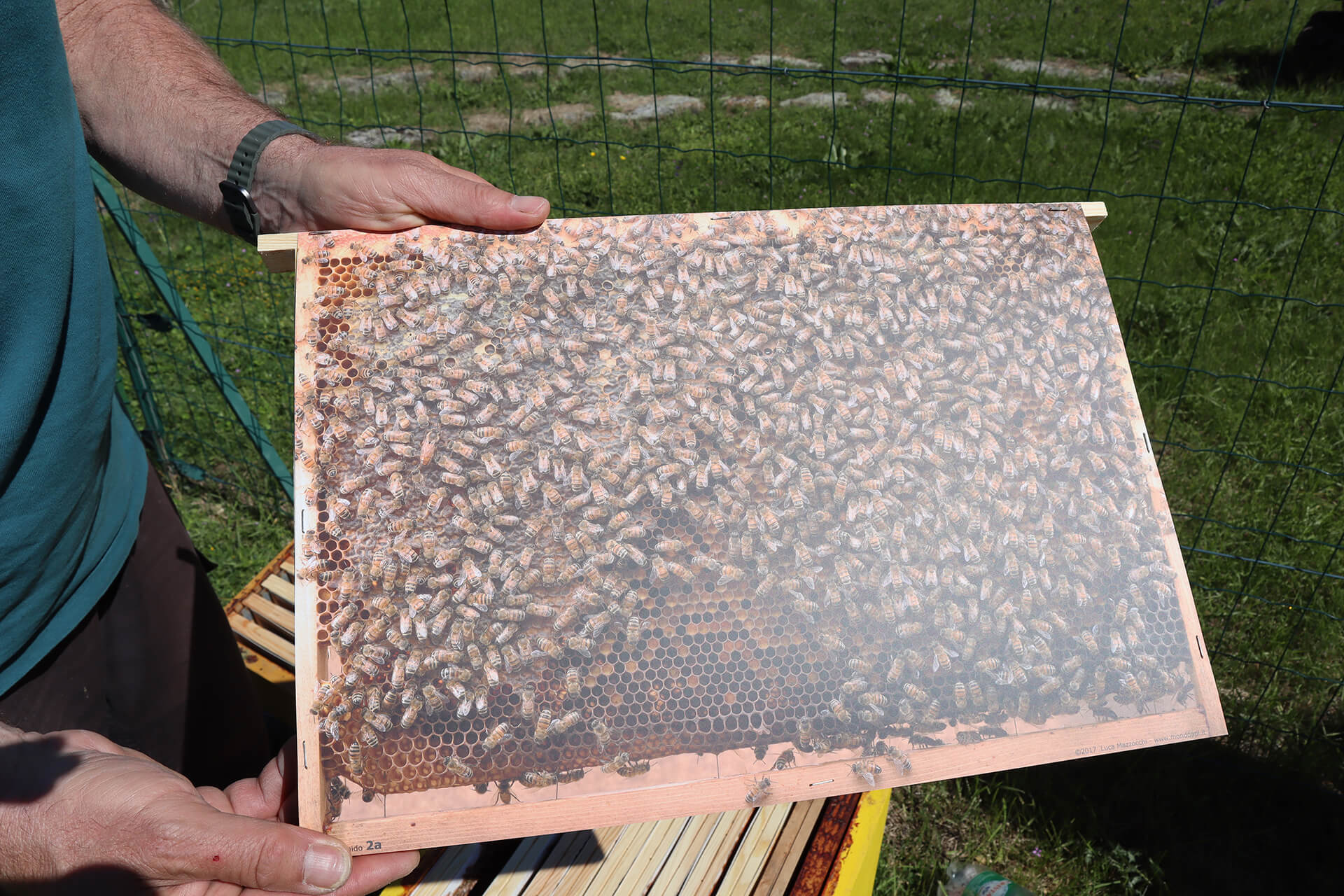 atelier-apiculture-forteresse-polignac-velay-attractivite (1)
