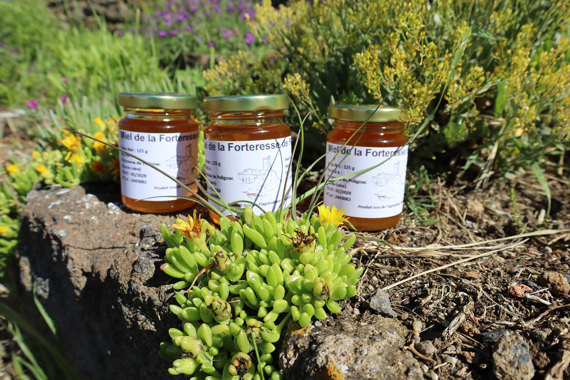 atelier-apiculture-forteresse-polignac-velay-attractivite (6)