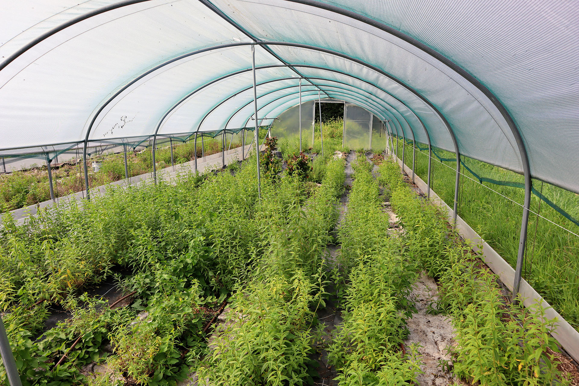 fleurs-de-verveine-velay-attractivite (1)