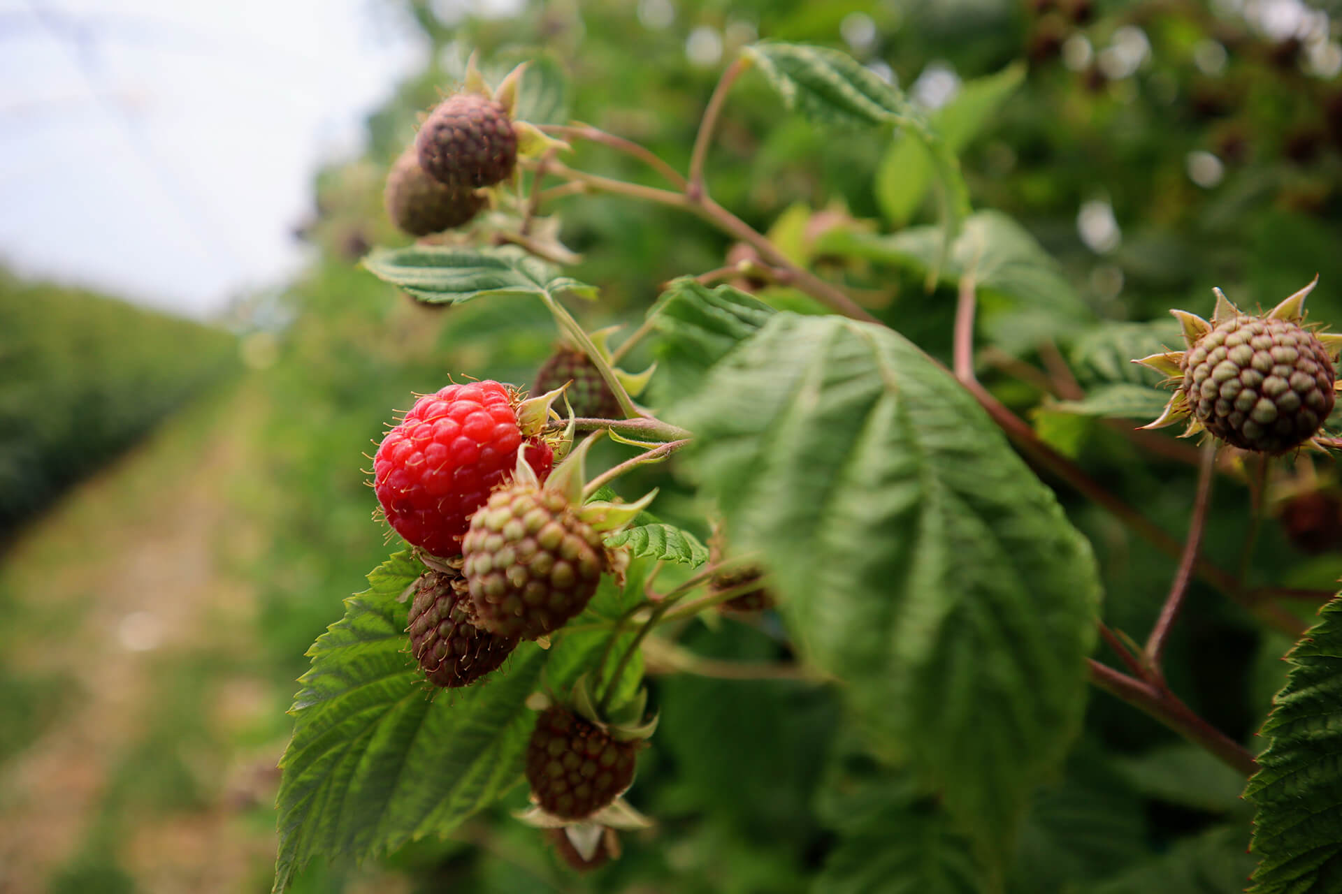 fruits-rouges-bonnefoy-velayattractivite (4)