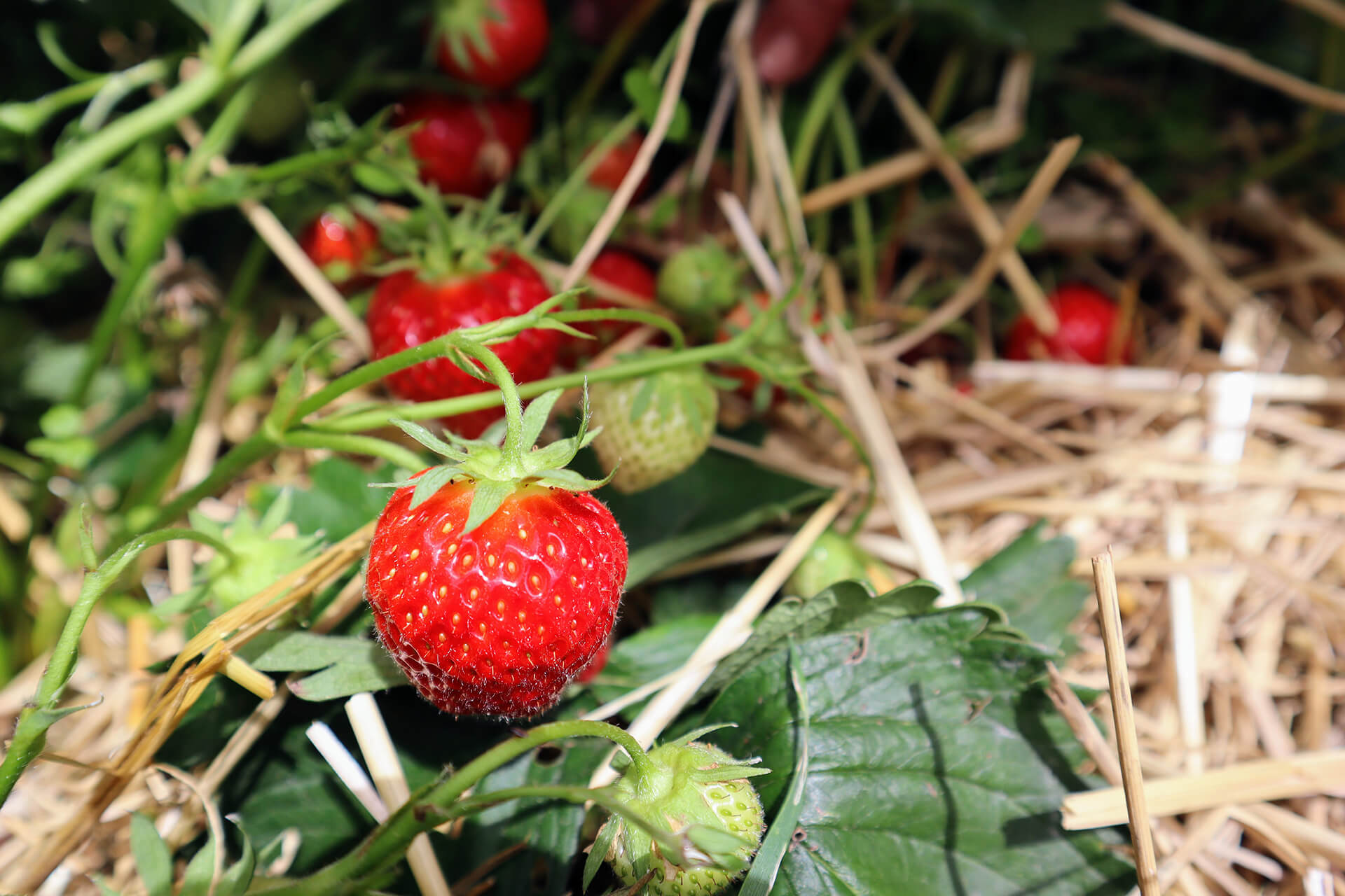 fruits-rouges-bonnefoy-velayattractivite (8)