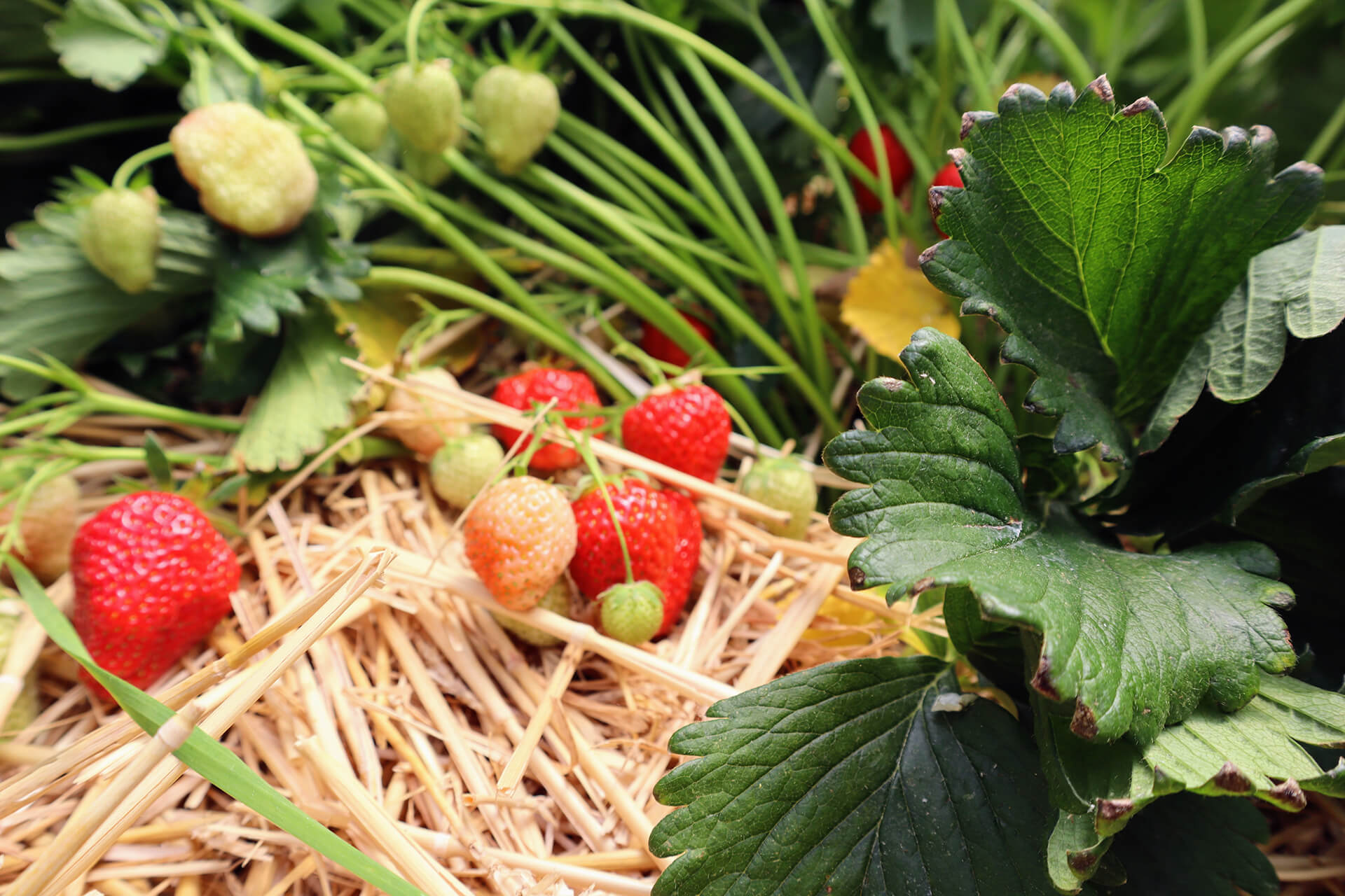 fruits-rouges-bonnefoy-velayattractivite (9)