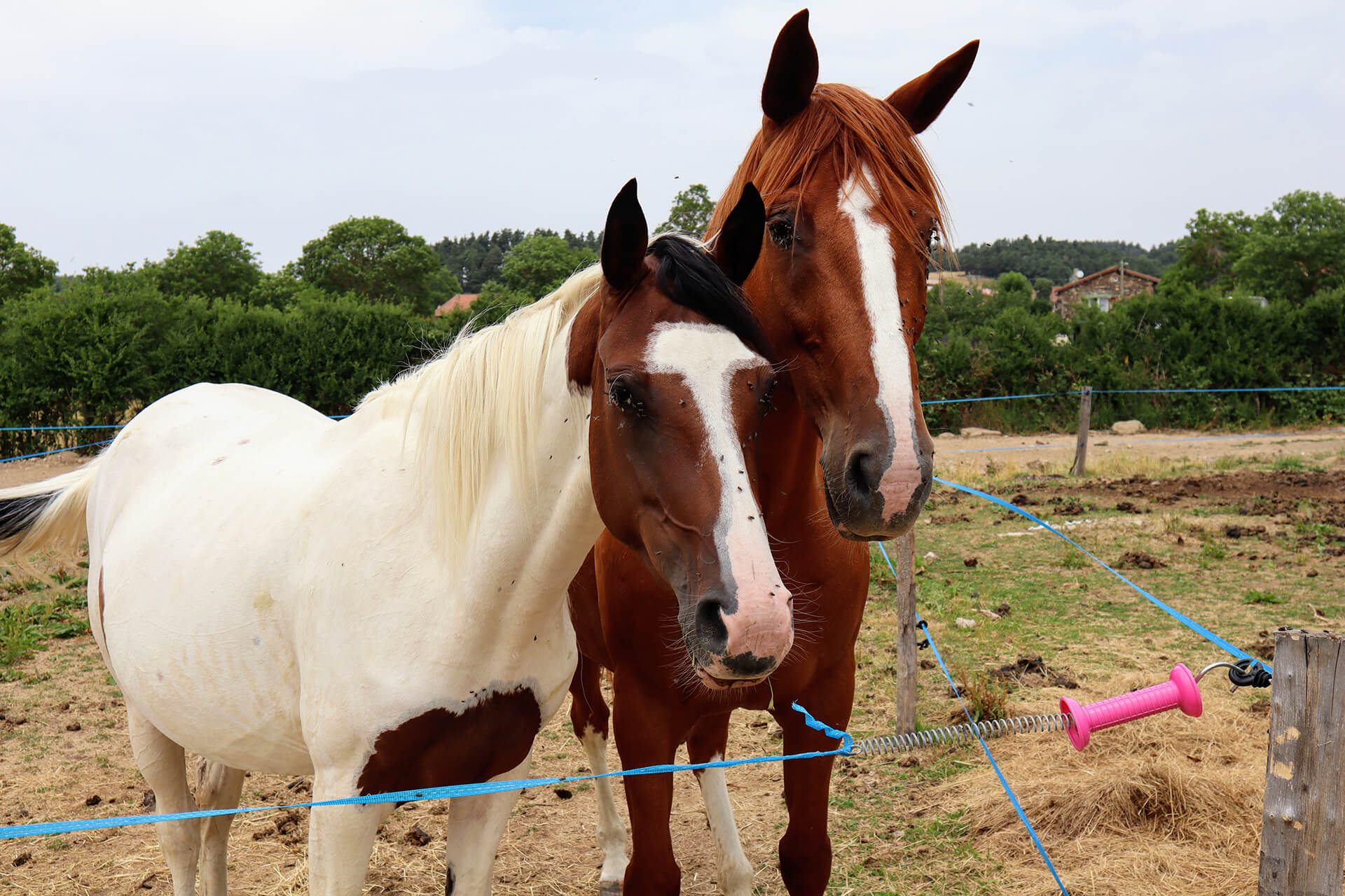 chevaux-des-sperios-velay-attractivite (2)
