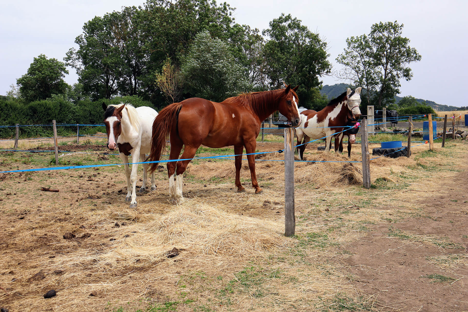 chevaux-des-sperios-velay-attractivite (5)