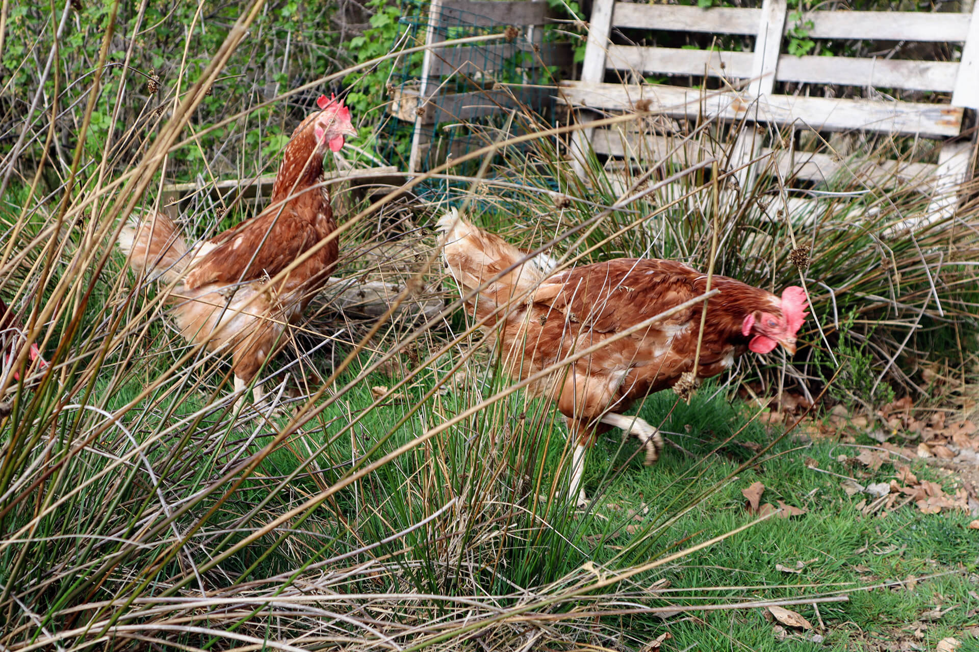 oeufs-bio-la-chaise-dieu-velay-attractivite (4)